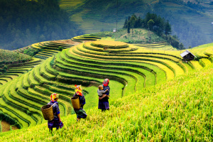 three people carrying wicker baskets on their backs as they climb up a hill of terraced rice fields