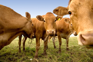 A close-up of a group of brown cows in a green field.