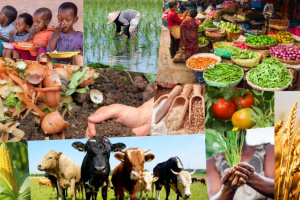 A collage of children eating, corn, tomatoes, food composting, a farmer with a small crop, a rice farmer on a rice farm with shallow water, dairy cows in a field, and a food market in India