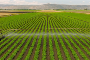 aerial view of irrigation system spraying rows of green crops with mountains in backgrounde