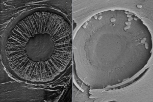 Xylem membrane structures