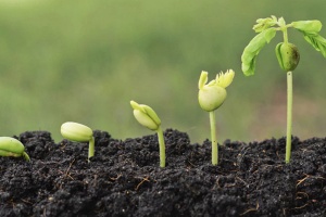 Seedlings growing progressively larger out of dirt