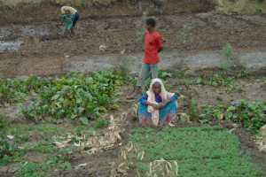 Farmers and children in field in Haiti