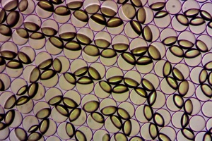 Janus emulsion droplets