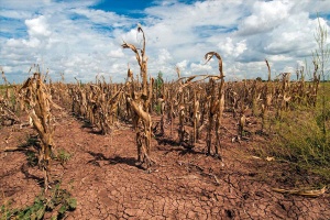 A dried-out cornfield in California's drought