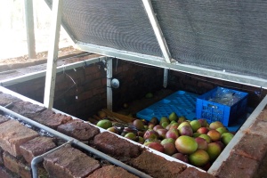 Papayas in brick cooling chambe