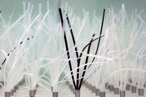 Experimental Seagrass in water