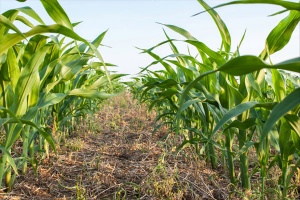 A ground-level image in between two rows of young corn stalks