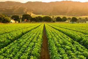 Stock image of a field of crops.