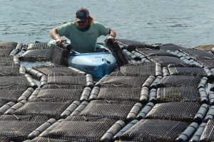Picture of the someone manually flipping oyster bags