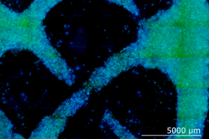 Lab-grown zinnia leaves under a microscope