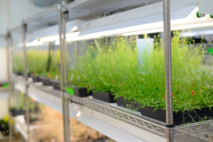 Arabidopsis thaliana plant growing in a lab setting