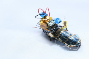 A Madagascar hissing cockroach with 3D-printed sensors and solar power panels strapped onto its back