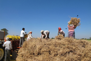 Photo of six farmers working in a field, moving hay.