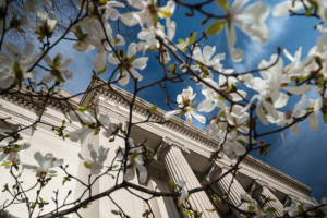 Close up shot of flowers blooming on a tree branch in springtime with MIT columns in the background.