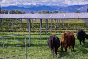 Cows walking in a green pasture under elevated solar panels 