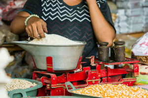 A woman weighting rice