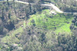 Abandoned Terraces