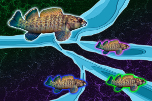 An MIT study of the freshwater greenfin darter fish suggests river erosion can be a driver of biodiversity in tectonically inactive regions.