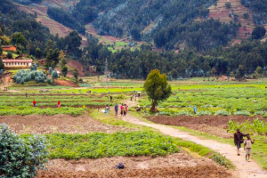Rwanda agricultural landscape. People can be seen walking with farm tools.
