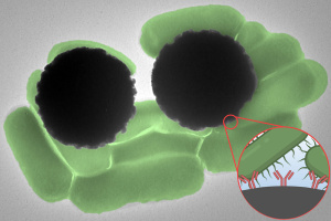 TEM image shows about 10 pill-shaped green Salmonella bacterium and 2 large Dynabeads as grey spheres. An inset shows a Salmonella interacting with the Y-shaped antibodies on the Dynabeads.