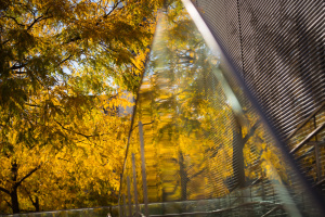 Autumnal yellow leaves seen through the reflective glass of a MIT building