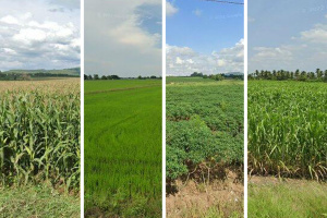 Four Google Street View photos show rice, cassava, sugarcane, and maize field.