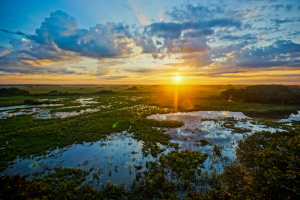A sunset over a lush wetland