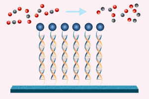 DNA strands attached to the surface of a cathode, a blue bar, with catalysts, depicted as blue circle, attached to the ends. Set of five tri-molecules change from carbon dioxide to carbon monoxide, indicated by change in red and gray circles.
