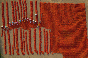 A field of chili pepper plants, mid-harvest, viewed from directly above. 