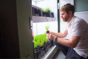 Prof. Des Marais works with the model grass species Brachypodium in plant growth chambers on the MIT campus