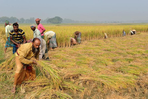 Farmers working in a field in India
