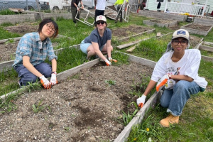 Three students digging in an outdoor garden