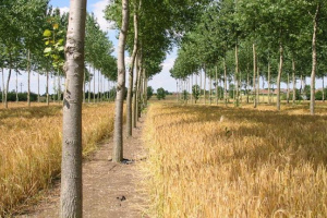 rows of trees in between tall grass