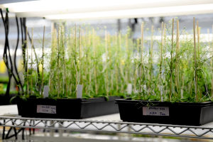 Young plants grow on shelves in a greenhouse