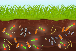 Clipart of microbes in soil