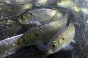 school of river herring underwater