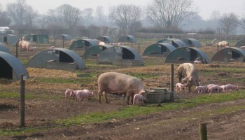 View of a pig farm