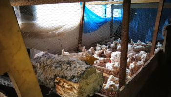 Chicks in a brooder heated by firewood