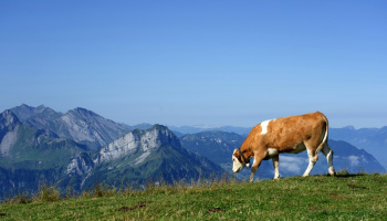  A cow grazing on a lush mountain pasture with distant peaks under a clear blue sky.