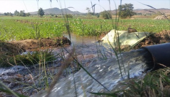 Water rushing out of pipe into field for flood irrigation