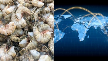 Left half of image depicts pile of shrimp and the right half depicts cartoon of map with yellow lines connecting continents