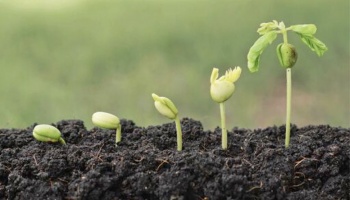 Five stages of a seed sprouting from soil