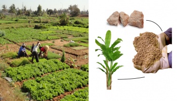 Left side of image depicts farmers in Africa and right side of image depicts flow chart of rocks being used to make fertilizer and then being used to grow crops