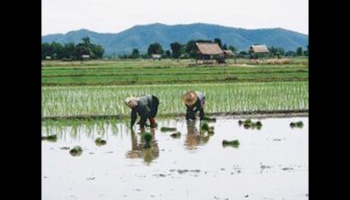Farmers transplanting rice seedlings