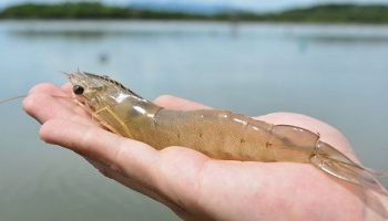 A human hand holding a large Ecuadorian shrimp