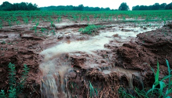 Corn field with water running into ditch through soil