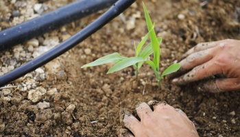 Hands pressing the soil around a young plant