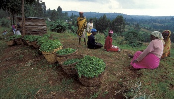 Women rest after harvesting crops