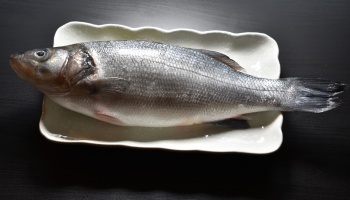A seabass sits in a tray